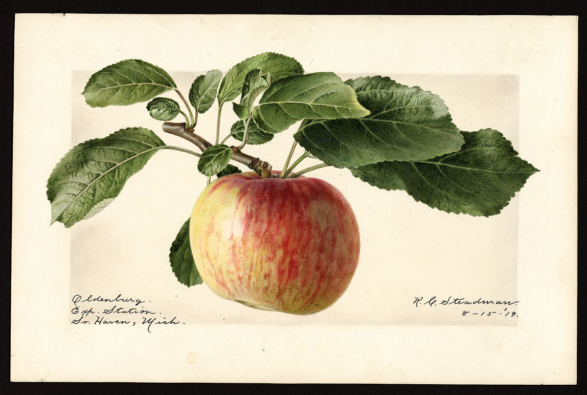 Cripps Pink - Wikipedia