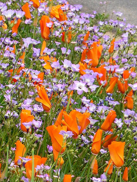 File:Poppies and Gilia (919609755).jpg