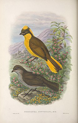 Prionodura newtoniana - Monograph of the Paradiseidae.jpg