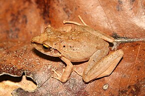 Pristimantis fenestratus01a.jpeg resminin açıklaması.