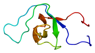 BAIAP2L1 protein-coding gene in the species Homo sapiens