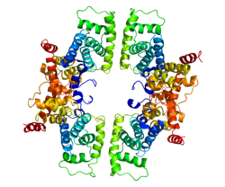 Ақуыз CCNT1 PDB 2PK2.png