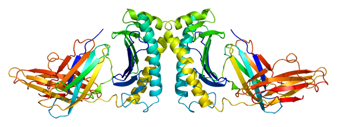 HFE (protéine)