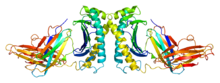 Protein HFE PDB 1a6z.png