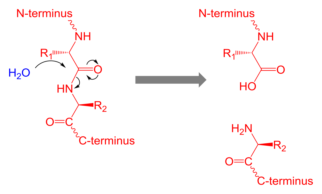 Proteolisis