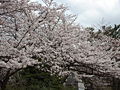 Prunus sp in Takaoka Kojo Park 05.jpg