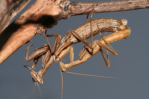 Pseudoyersinia lagrecai Cozzo Bomes RNO Bosco di Granza