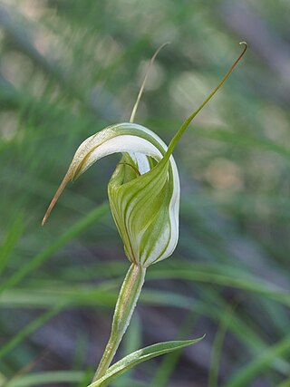 <i>Pterostylis reflexa</i> Species of orchid