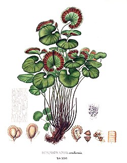 <i>Pterozonium</i> Genus of ferns