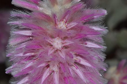 A flowering spike of Ptilotus rotundifolius Ptilotus rotundifolius2.jpg