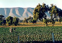 Puebla farmáři.jpg