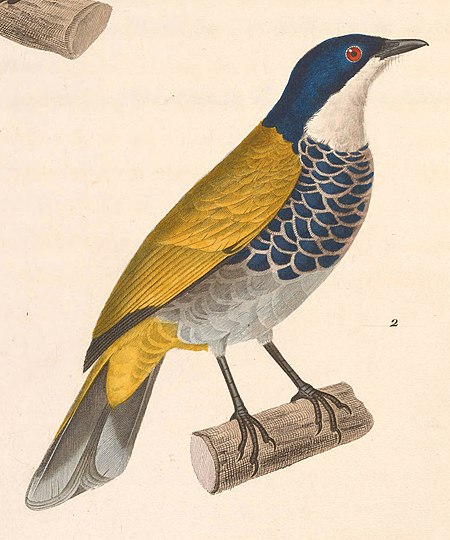 Pycnonotus squamatus 1838.jpg