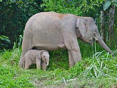 A female elephant with her calf near the Kinabatangan River