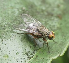 P. apicalis from New Zealand Pygophora apicalis 189582421.jpg