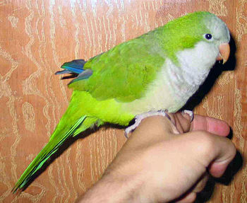 Female pet Monk Parakeet