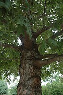 Quercus pagoda (23842443810).jpg