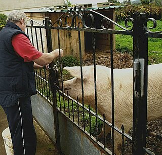 Swedish Landrace pig Breed of pig in Sweden