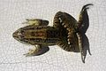 Rã-pimenta (Leptodactylus)