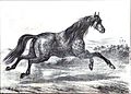 نقاشی فرانسوی از اسب ترکمن سال ۱۸۴۸