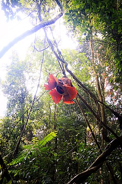 Bunga Rafflesia arnoldii yang tumbuh di Hutan Lindung Raje Mandare, Taman Nasional Bukit Barisan Selatan