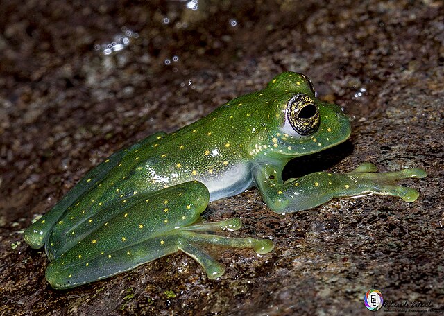 Glass Frog (Hyalinobatrachium fleischmanni)
