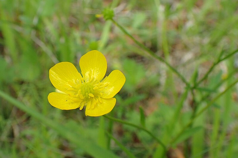 File:Ranunculus velutinus kz10.jpg