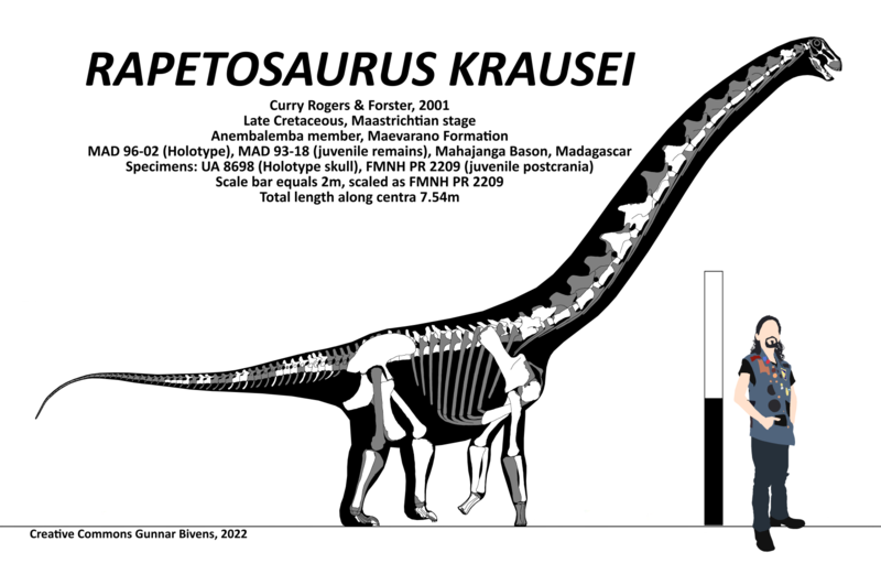 File:Rapetosaurus krausei Skeletal.png