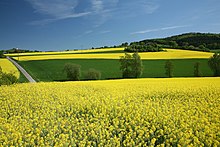 Rapsfelder im Kalletal, Bavenhausener Mühle im Hintergrund