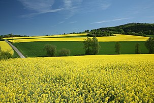 Champs de colza près de Bavenhausen (Allemagne). Les cultures de colza sont la source majeure du biocarburant utilisé en Allemagne, mais exigent beaucoup d’engrais qui émettent dans l’atmosphère de grandes quantités de protoxyde d’azote (N2O), un puissant gaz à effet de serre (et dont le potentiel de réchauffement global est estimé à 310 fois celui du CO2). (définition réelle 2 400 × 1 600)