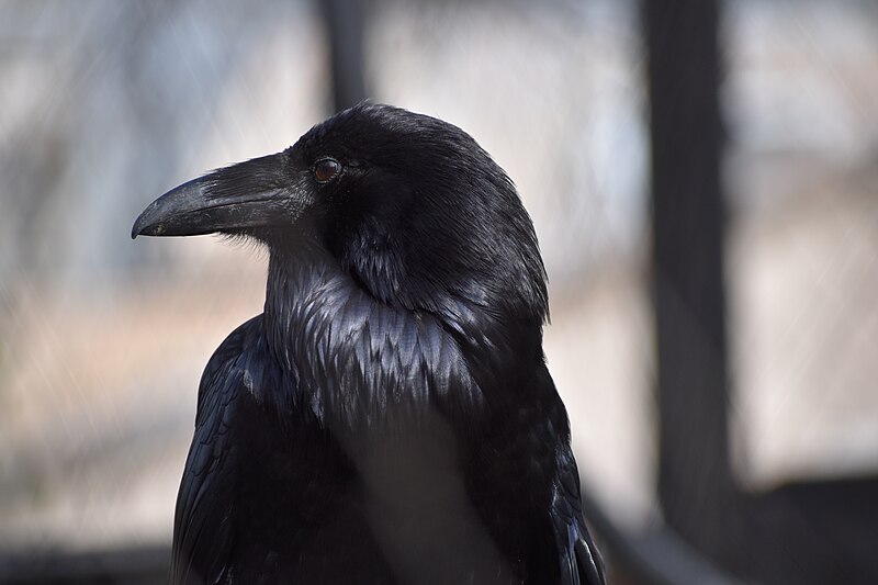 File:Raven medium left over shoulder.jpg
