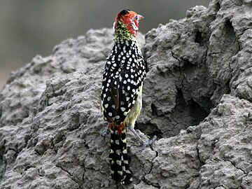 Red-and-yellow Barbet RWD2.jpg