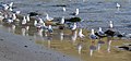 * Nomination Red-billed Gulls (Chroicocephalus scopulinus). --Avenue 15:40, 15 December 2010 (UTC) * Promotion  Support All criteria satisfied, in my opinion. Wsiegmund 17:09, 15 December 2010 (UTC)