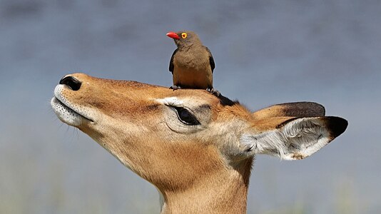 Buphagus erythrorhynchus (Red-billed oxpecker) on impala