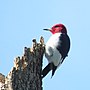 Thumbnail for File:Red-headed Woodpecker (26715992560).jpg