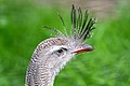 Red-legged seriema.