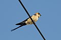 Red-rumped swallow in Calpe, Spain - May 2018 02.jpg