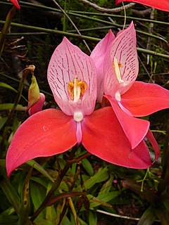 <i>Disa uniflora</i> Species of flowering plants in the orchid family