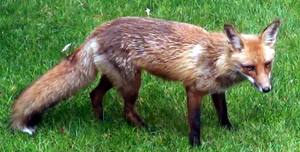 Red Fox