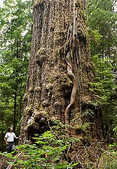 The Red Creek Fir, ca.15 km from Port Renfrew, BC, measures 43.7ft around its base and stretches 242 ft high Red Creek Fir.jpg