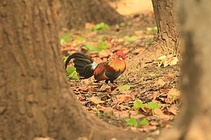 Gallus Gallus Domesticus: Storia, Definizioni, Classificazione delle razze domestiche