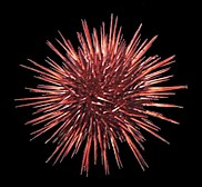 Red sea urchin 3.jpg