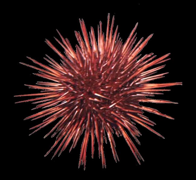 File:Red sea urchin 3.jpg