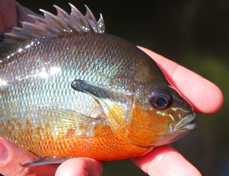 File:Redbreasted Sunfish - Lepomis auritus from Maryland.jpg