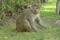 Male Rhesus macaque in Agra Fort, Agra, Uttar Pradesh