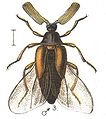 (Rhipidius pectinicornis) (Darázsbogárfélék)