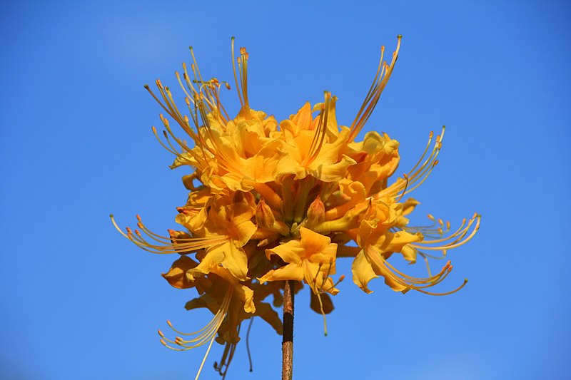 File:Rhododendron austrinum 1.jpg