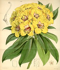 Rododendron javanicum.jpg