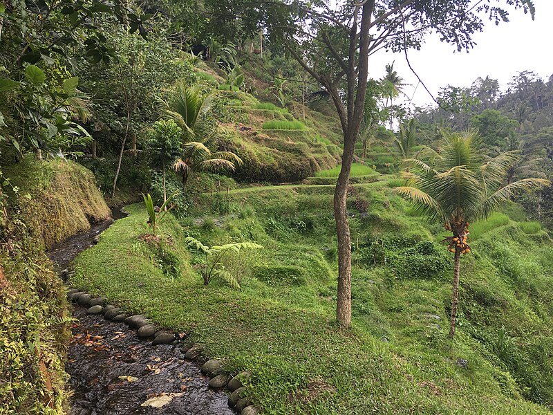 File:Rice terraces in Tegallalang 2.jpg