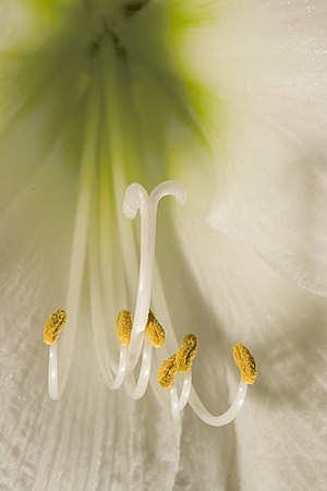 Blüte eines Rittersterns