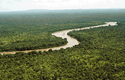 Gambiafloden vid Niokolokoba nationapark